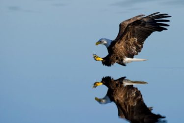 Eagle flying reflected in the water