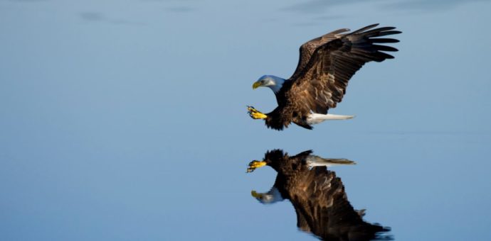 Eagle flying reflected in the water